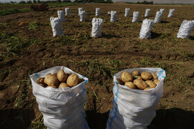 روند افزایش قیمت سیب‌زمینی تا ۱۰۶ درصد