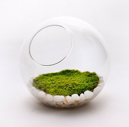 جدیدترین مدل سبزه عید, تزیین سبزه هفت سین