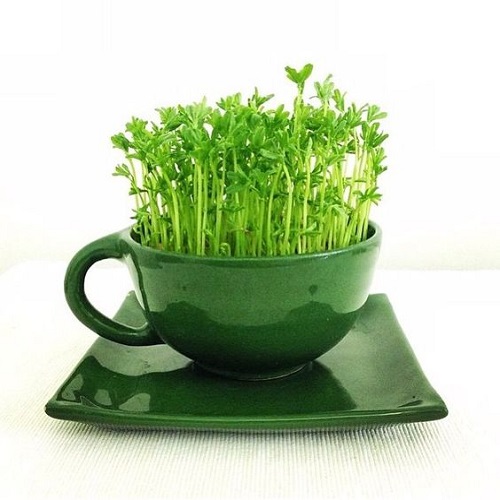 مدل سبزه عید 1401