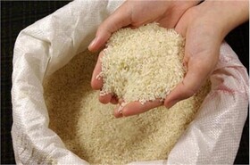 بازار «برنج» همچنان در التهاب