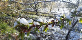 سیلی سخت سرما بر گونه شکوفه‌های بهاری ساوه