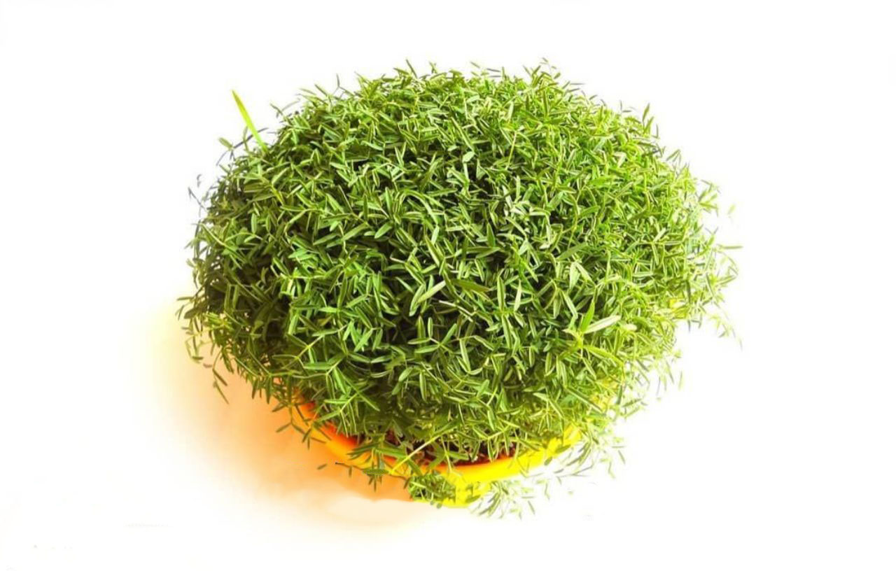 سبزه ماش