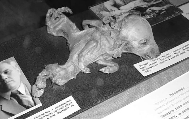 چرنوبیل؛ بزرگترین فاجعه هسته ای قرن بیستم + جزئیات، تلفات و تغییرات ژنتیکی