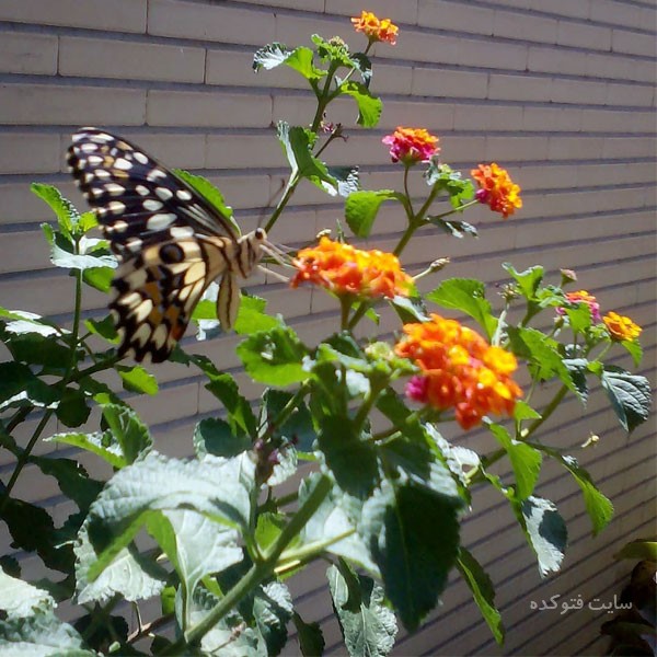 گل شاه پسند