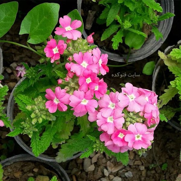 گل شاه پسند