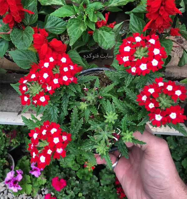 گل شاه پسند