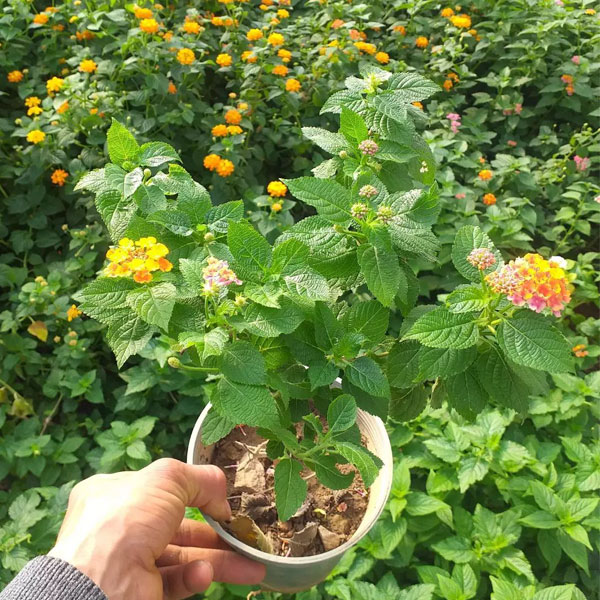 گل شاه پسند