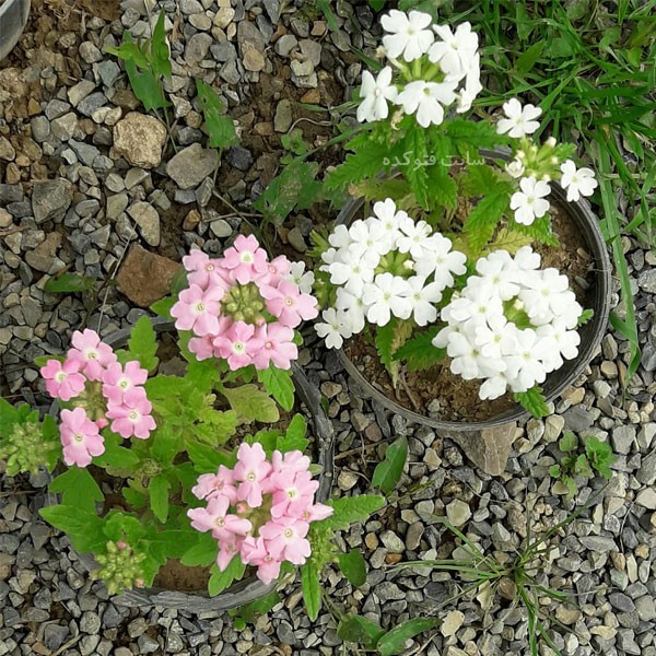 گل شاه پسند