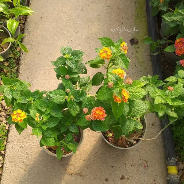 گل شاه پسند