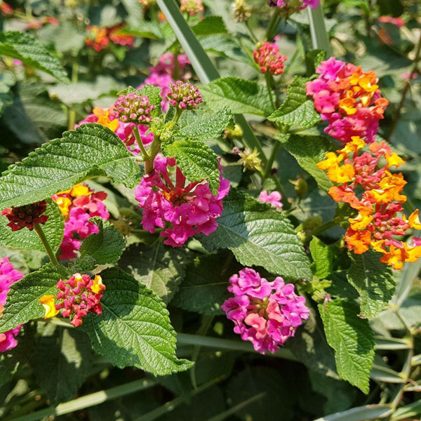 گل شاه پسند