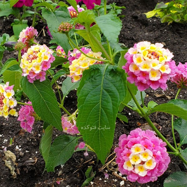 گل شاه پسند