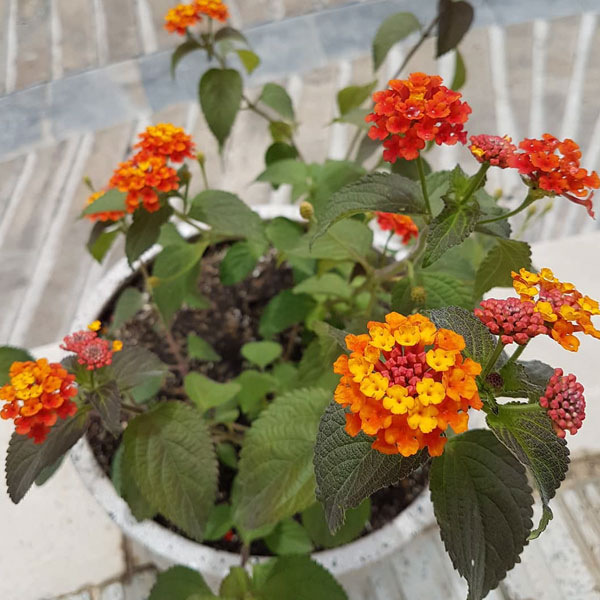 گل شاه پسند