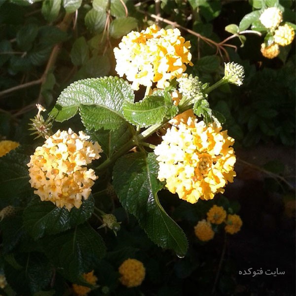 گل شاه پسند