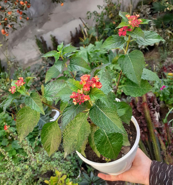 گل شاه پسند