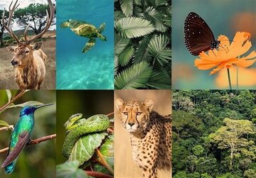 اهمیت «تنوع زیستی» برای زنده‌ماندن همه جانداران/لزوم اجرای کنوانسیون تنوع زیستی