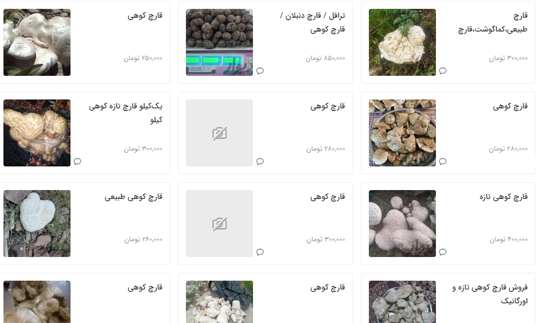 قیمت عجیب قارچهای وحشی! قیمت عجیب قارچهای وحشی!