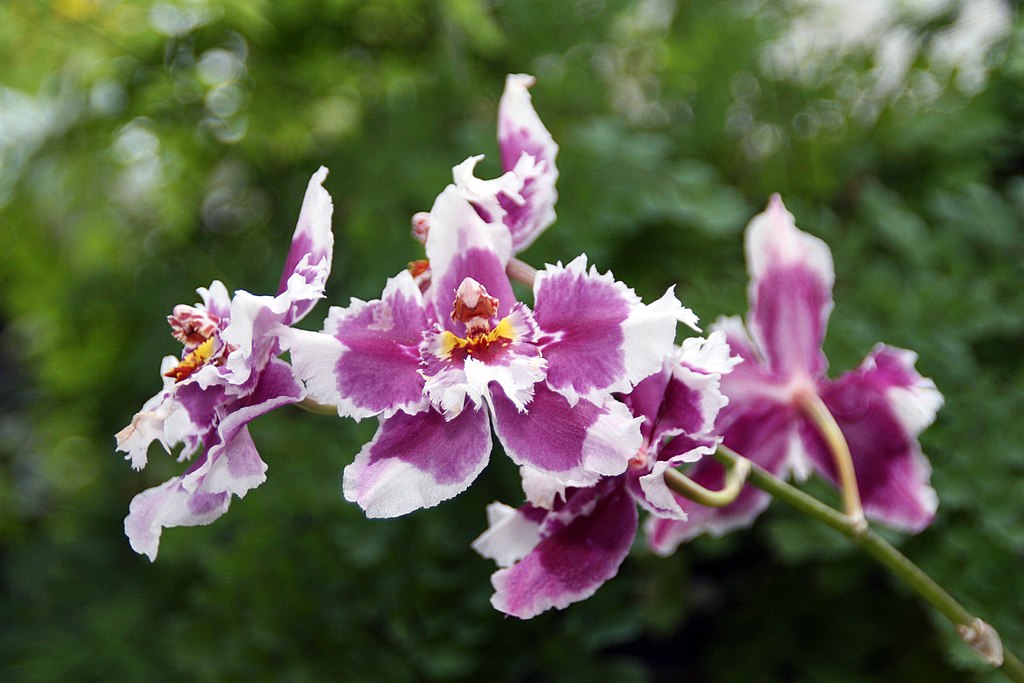odontoglossum orchid