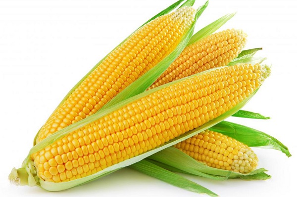 ذرت