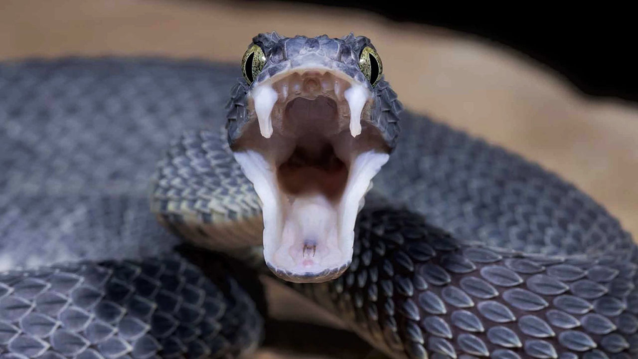 روز جهانی مار