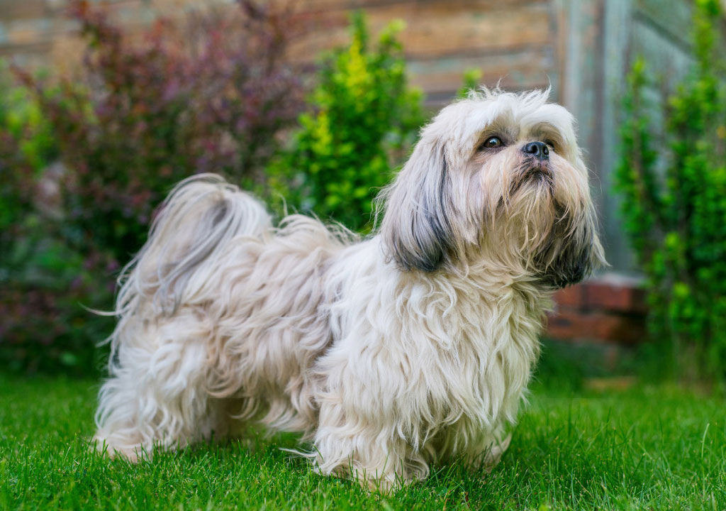 روز جهانی سگ