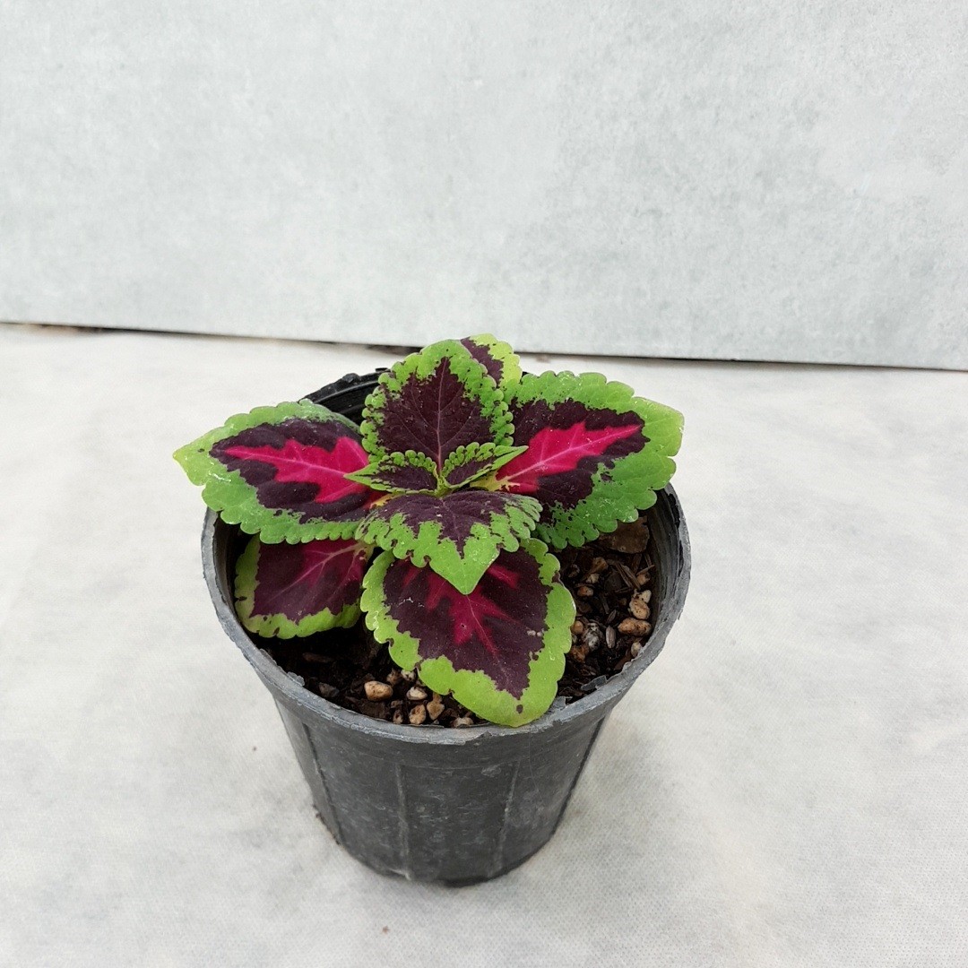 گل حسن یوسف