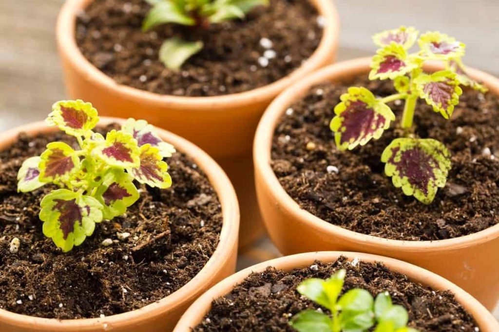 گل حسن یوسف