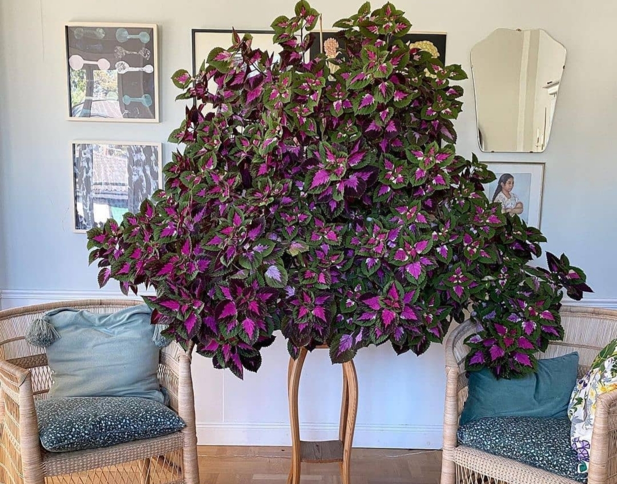 گل حسن یوسف