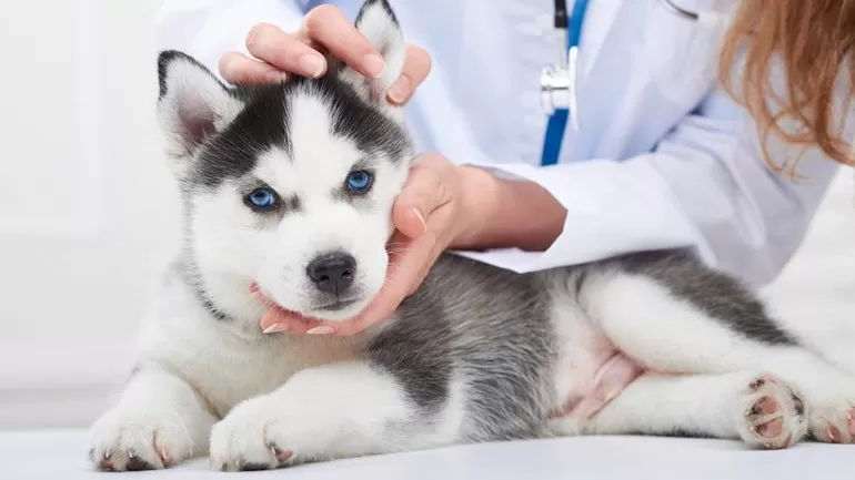 رشته دامپزشکی