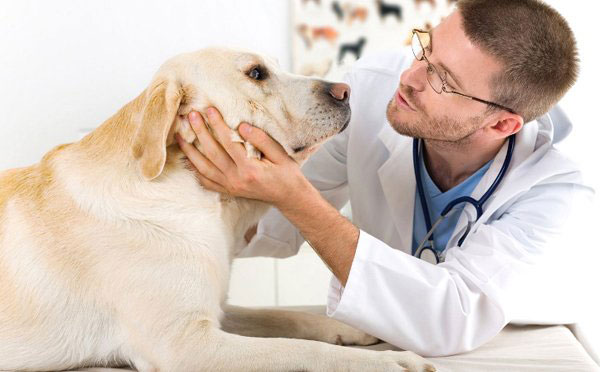 رشته دامپزشکی