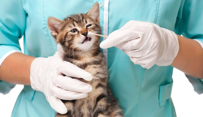 رشته دامپزشکی