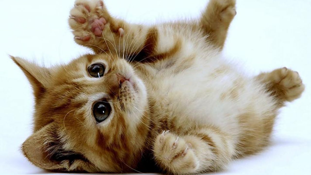 روز جهانی گربه