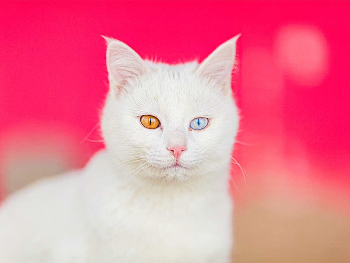 روز جهانی گربه