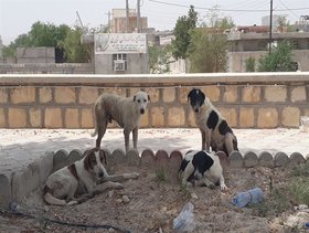 گزارش ۱۶ هزار حیوان‌گزیدگی سالانه در استان اصفهان