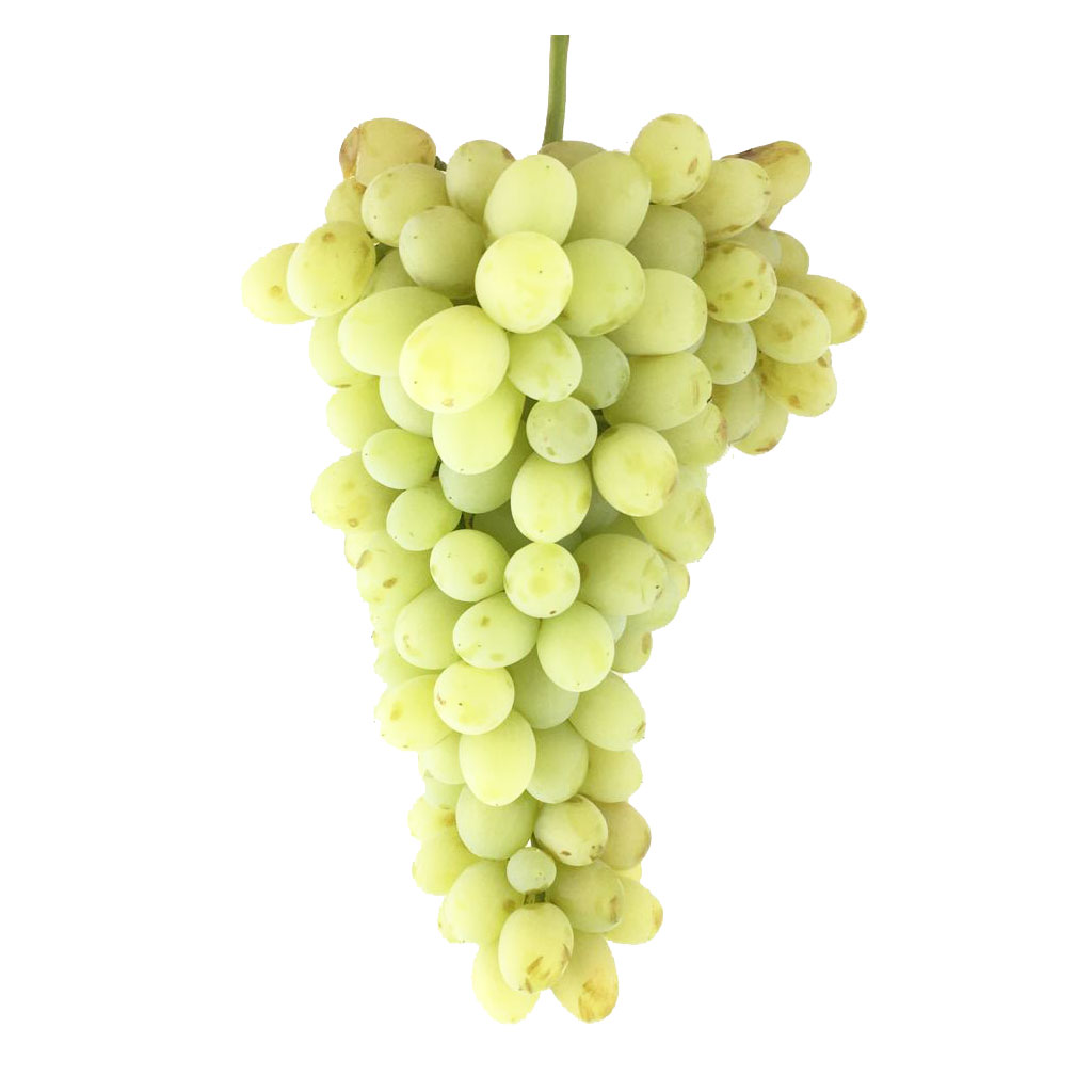 تعبیر خواب انگور