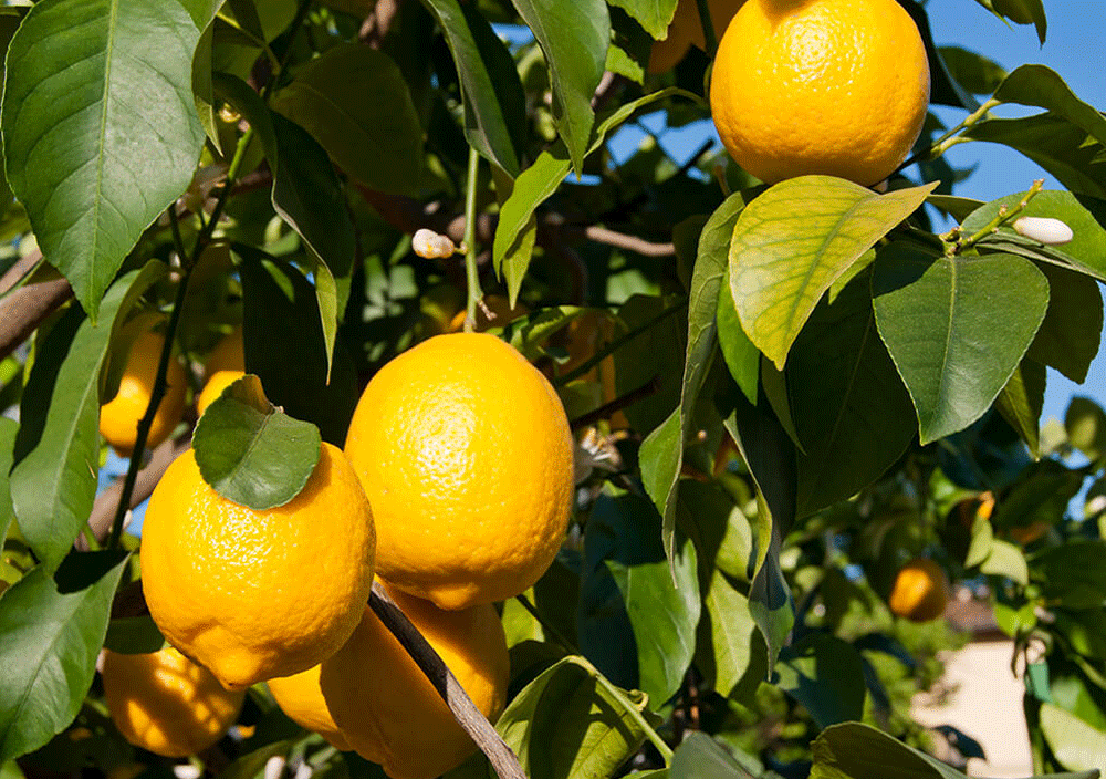 درخت لیمو ترش