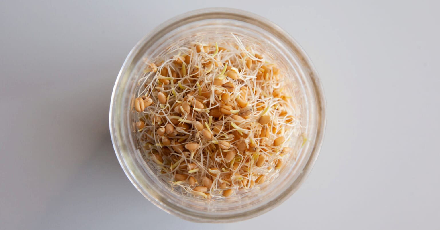 عکس جوانه گندم