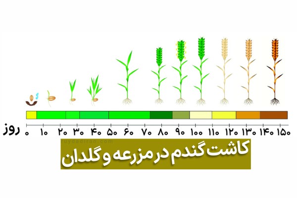 رشد بذر گندم تا گیه سبز گندم و گیاه زرد گندم با گذر روزانه ده روزه نشان داده شده است