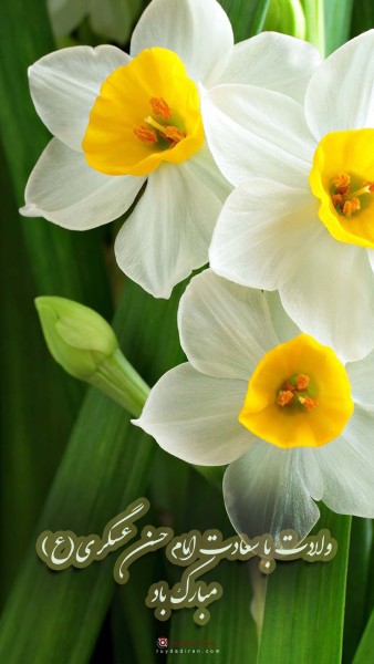 استوری تبریک تولد امام حسن عسکری