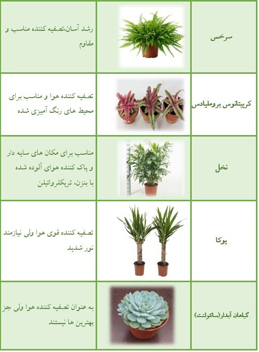 گیاهان تصفیه کننده هوای داخلی