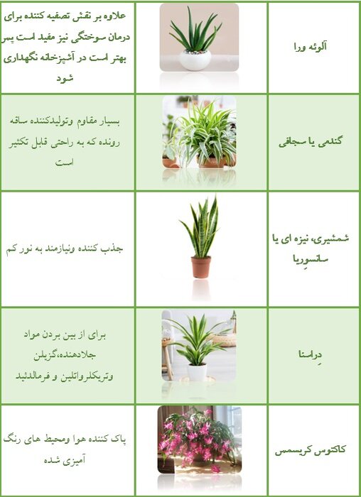گیاهان تصفیه کننده هوای داخلی