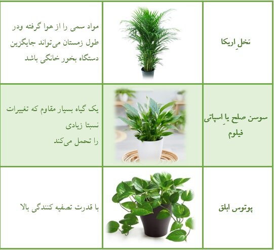 گیاهان تصفیه کننده هوای داخلی