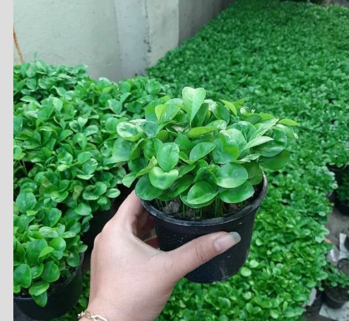 مدل سبزه عید