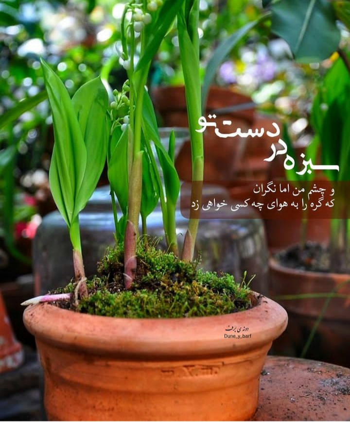 عکس پروفایل سیزده بدر