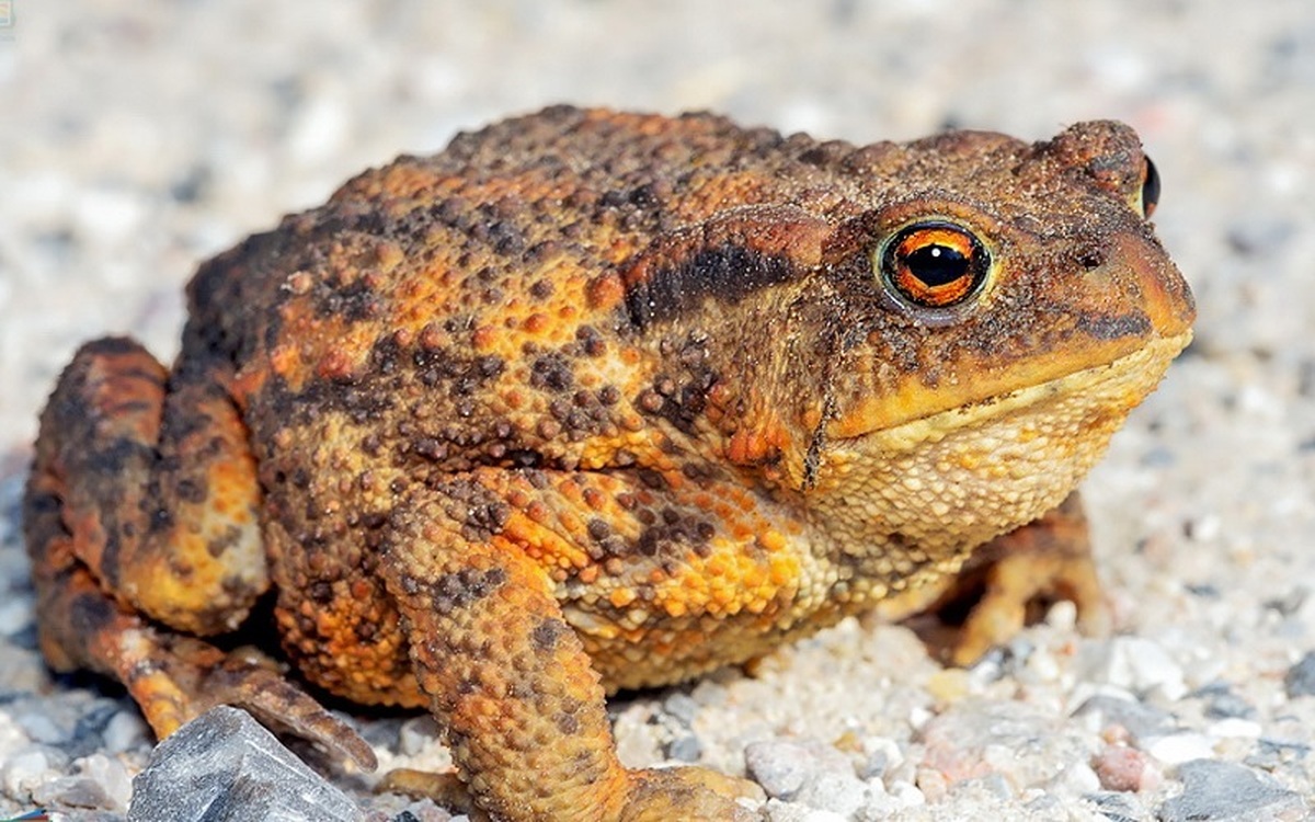 (عکس) مشاهدۀ وزغ عجیب «پنج‌پا» در آمریکا
