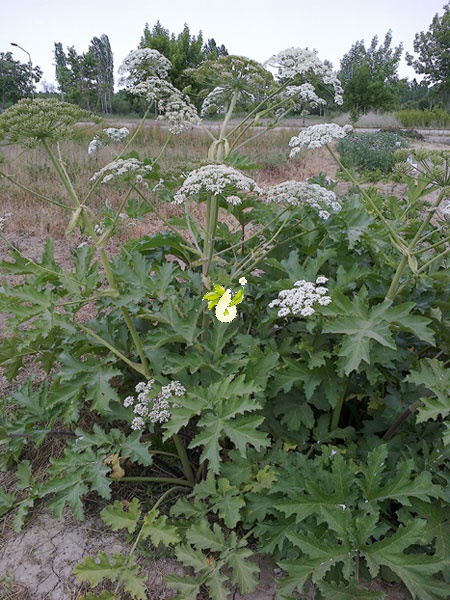 گیاه گلپر