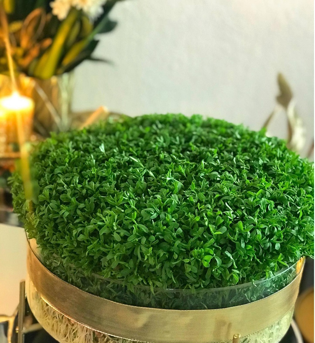 کاشت سبزه عدس