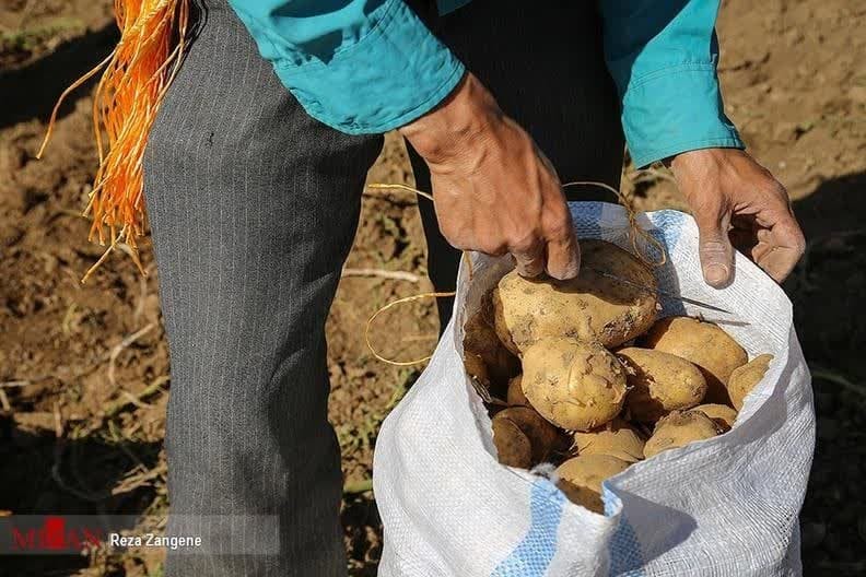 شناسایی و احضار دلالان در بازار عرضه و فروش سیب‌زمینی در استان گلستان