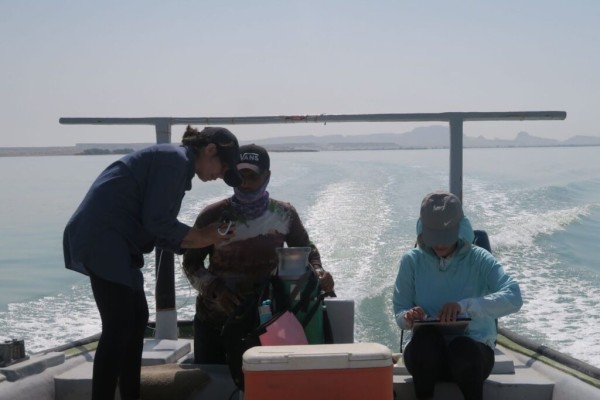 جمع‌آوری داده‌های بومی درباره پستانداران دریایی در سواحل جنوب ایران؛ اجرای پروژه توسط انجمن حفاظت از طبیعت میداف در استان هرمزگان